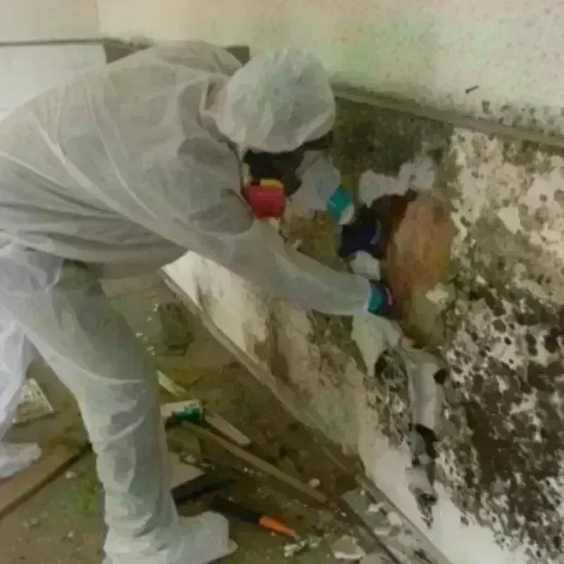 Mold Remediation and Removal in Deer Park, OH